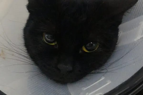 Alfa Veteriner Kliniği - Resim 20