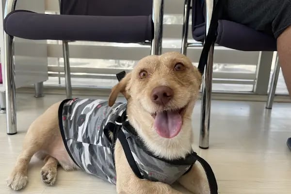 Alfa Veteriner Kliniği - Resim 4