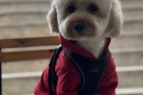 SHOW PET KUAFÖR | Anestezisiz Kedi ve Köpek traşı | - Resim 14