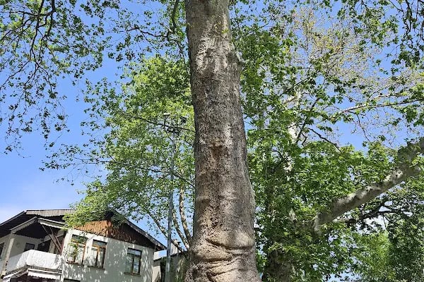 Büyük Çam Mevki - Resim 3