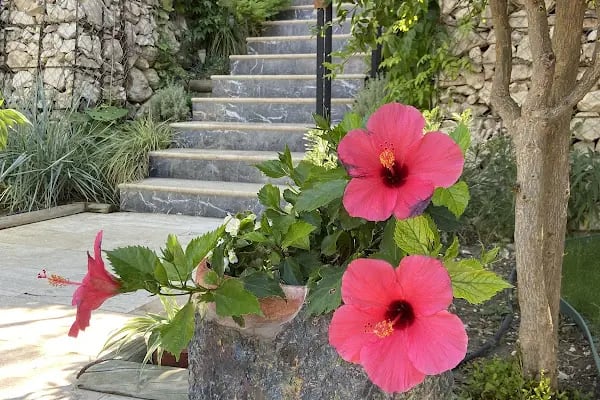 Pinoliva Garden Restaurant - Resim 20