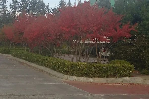 Pehlivanoğlu Kağıt - Resim 6