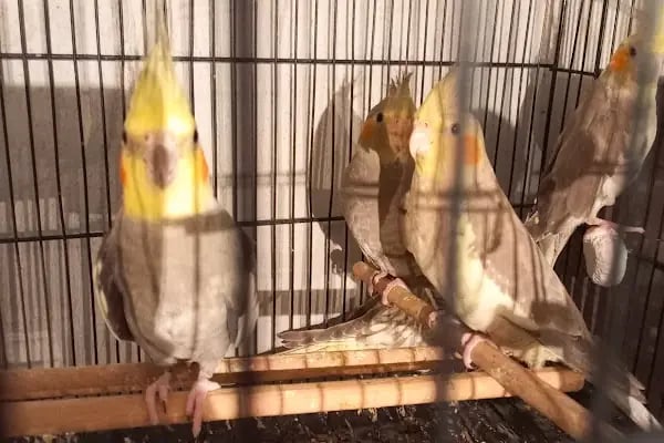 Selçuklu Petshop - Resim 9
