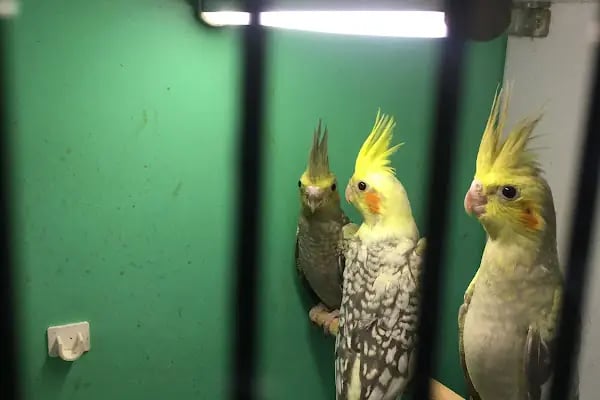 Selçuklu Petshop - Resim 18