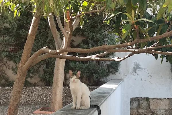 Kaynarca Kadınlar Hamamı Ve Kadınlar Oteli - Resim 20