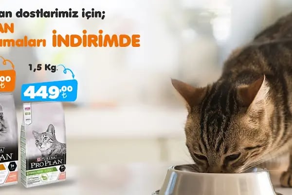 Hobi'den PetShop 3 - Resim 4