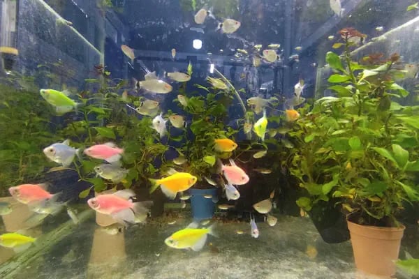 Mavi Petshop - Resim 15