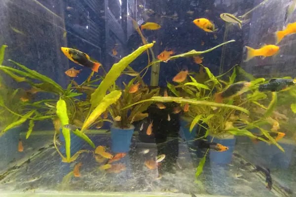 Mavi Petshop - Resim 13