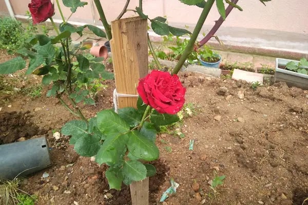Opet Güzeltepe Petrol - Resim 8