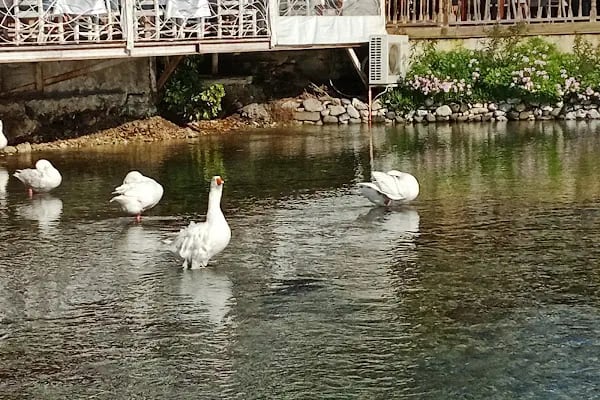 Akyaka Orfoz Restaurant - Resim 16