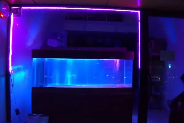 PETSHOP AZELYA - Resim 9