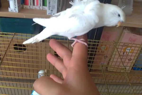 PETSHOP AZELYA - Resim 4