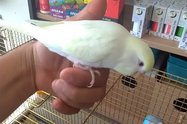 PETSHOP AZELYA - Resim 3
