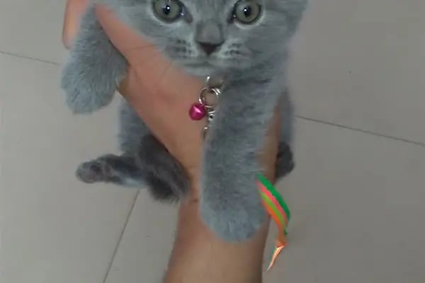 PETSHOP AZELYA - Resim 5