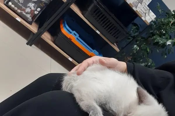 Buca Yenigün Veteriner Kliniği - Resim 5
