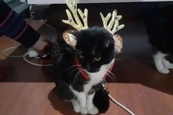 Buca Yenigün Veteriner Kliniği - Resim 4