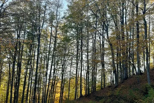 Nebiyan Doğa ve Gençlik Festivali Çadır Kamp Alanı - Resim 20