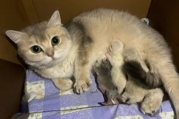 Aktepe Veteriner Kliniği - Resim 10