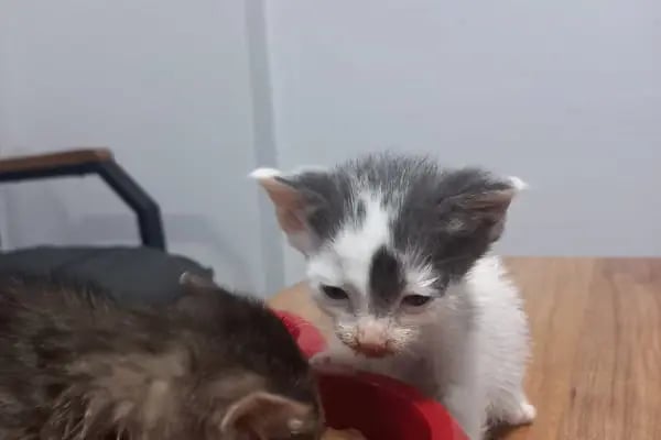 Aktepe Veteriner Kliniği - Resim 7