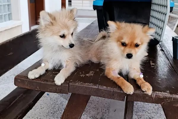 Aktepe Veteriner Kliniği - Resim 14