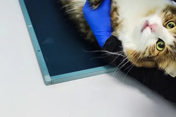 Aktepe Veteriner Kliniği - Resim 17