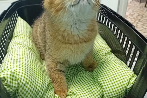 Aktepe Veteriner Kliniği - Resim 2