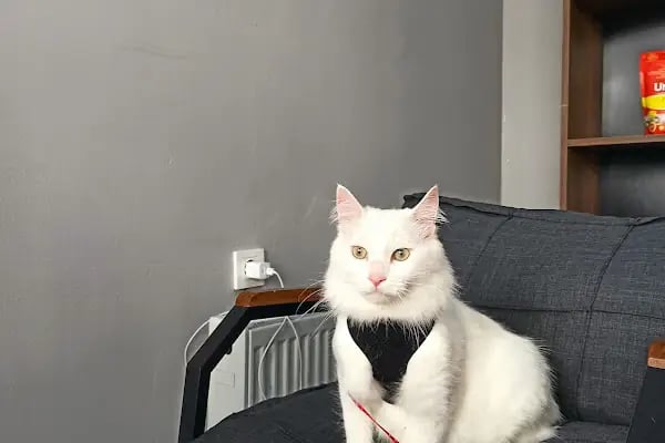 Aktepe Veteriner Kliniği - Resim 3