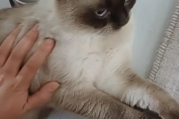 Aktepe Veteriner Kliniği - Resim 15