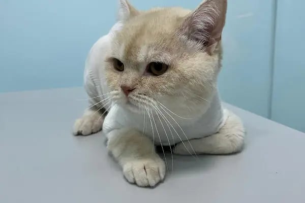 Aktepe Veteriner Kliniği - Resim 4