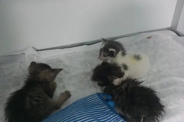 Aktepe Veteriner Kliniği - Resim 13