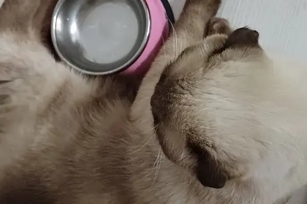 Aktepe Veteriner Kliniği - Resim 18