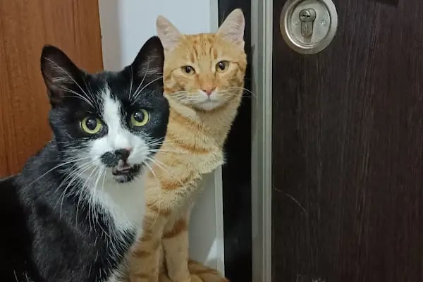 HAMARAT VETERİNER KLİNİĞİ - Resim 18