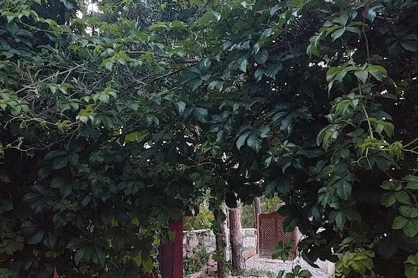 Sole Foça - Resim 10