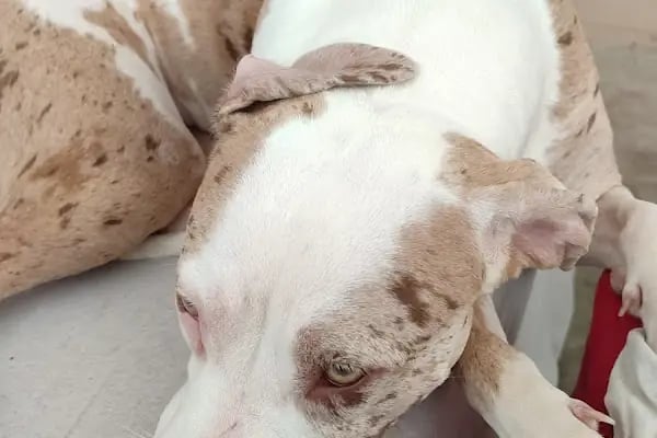 Pati Vet Veteriner Kliniği - Diyarbakır - Resim 18