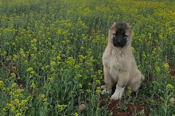 Pati Vet Veteriner Kliniği - Diyarbakır - Resim 11