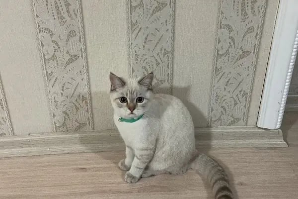 Pati Vet Veteriner Kliniği - Diyarbakır - Resim 3