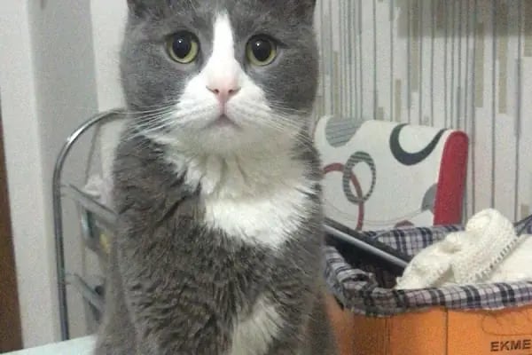 Pati Vet Veteriner Kliniği - Diyarbakır - Resim 17