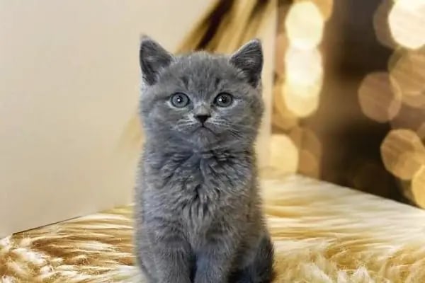 Pati Vet Veteriner Kliniği - Diyarbakır - Resim 2