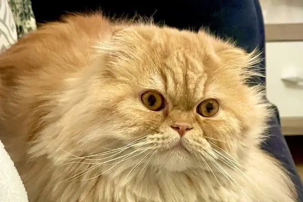 Pati Vet Veteriner Kliniği - Diyarbakır - Resim 6
