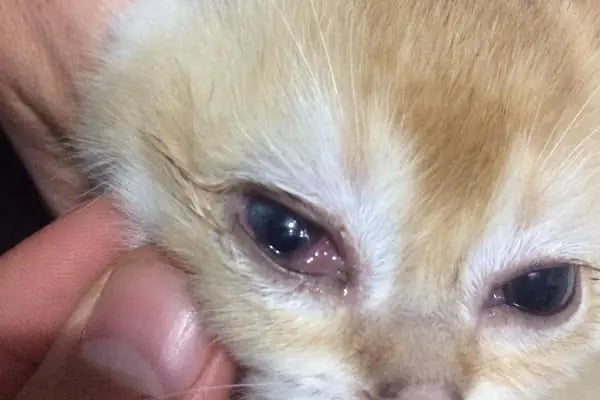 Pati Vet Veteriner Kliniği - Diyarbakır - Resim 16