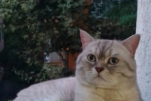 Pati Vet Veteriner Kliniği - Diyarbakır - Resim 15