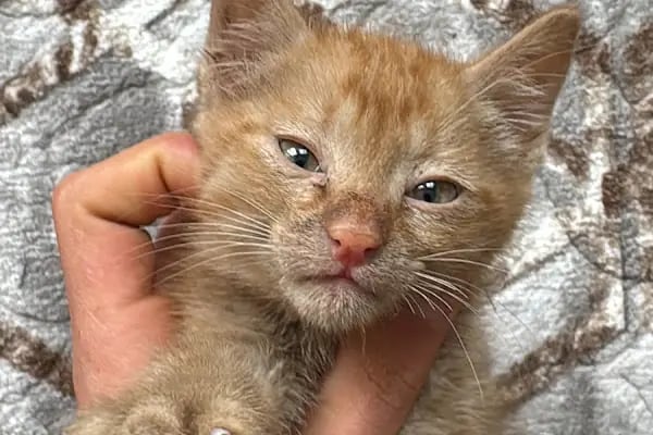 Pati Vet Veteriner Kliniği - Diyarbakır - Resim 9