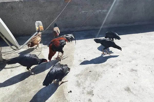 Pati Vet Veteriner Kliniği - Diyarbakır - Resim 12