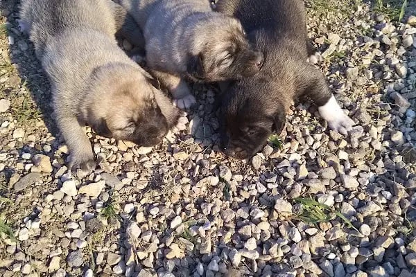Pati Vet Veteriner Kliniği - Diyarbakır - Resim 20