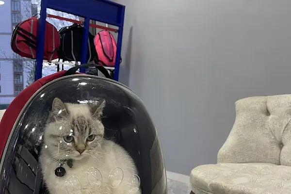 Pati Vet Veteriner Kliniği - Diyarbakır - Resim 7