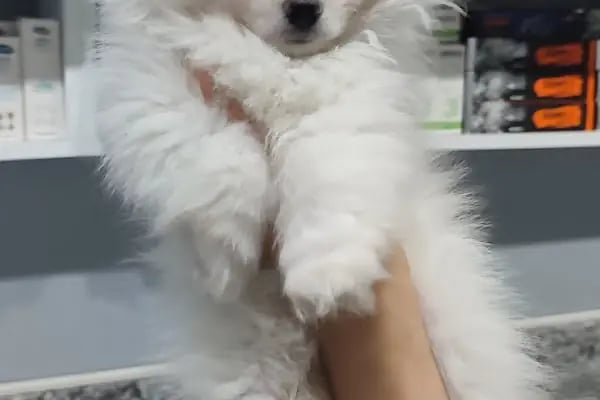 Pati Vet Veteriner Kliniği - Diyarbakır - Resim 19