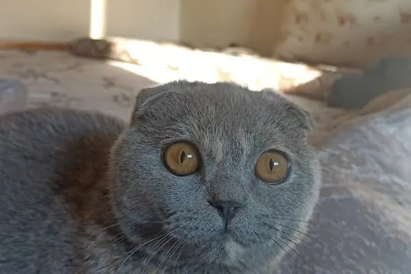 Pati Vet Veteriner Kliniği - Diyarbakır - Resim 8