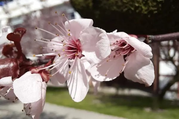 Sabancı Üniversitesi - Resim 18