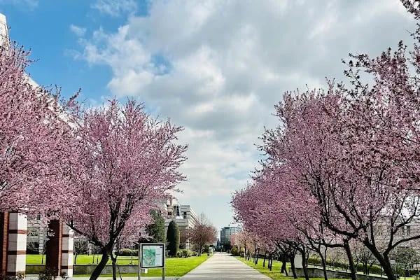 Sabancı Üniversitesi - Resim 4