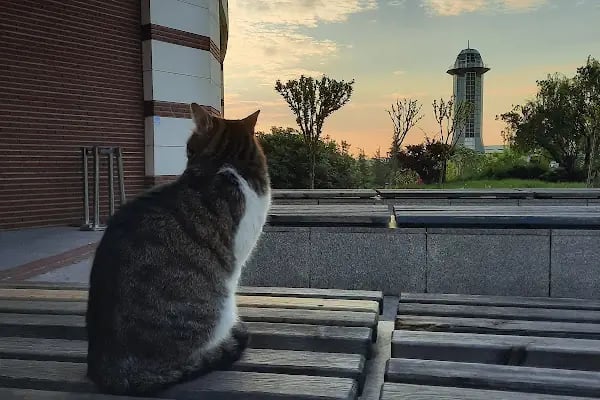 Sabancı Üniversitesi - Resim 16